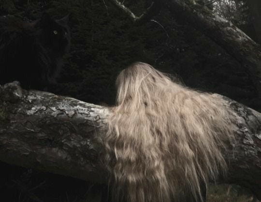 This may contain: a long haired dog standing on top of a fallen tree