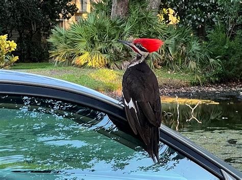 Woodpecker (male) on the car | Pileated woodpecker Pito cres… | Flickr