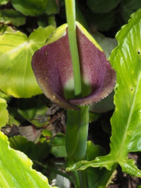 Pinellia Ten. | Plants of the World Online | Kew Science