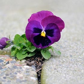 Homeopathy & Opportunity