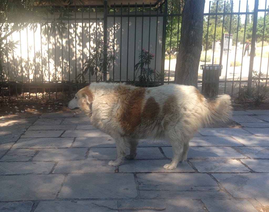 The last dog in Greece with the courage to stand on his own four paws. The last dog in Greece with the courage to stand on his own four paws.