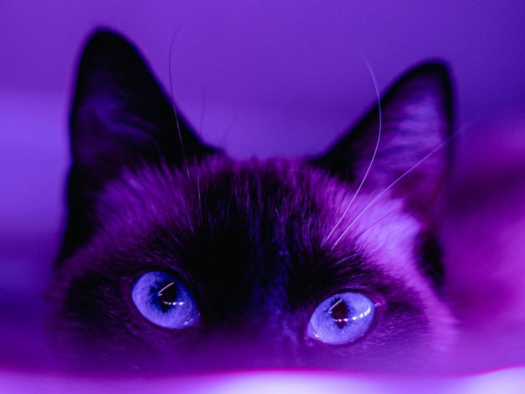 black cat in pink background black cat in pink background