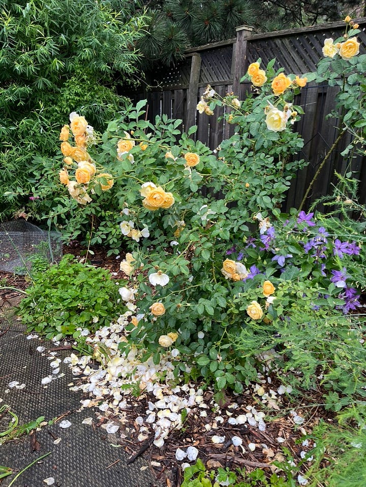 Graham Thomas and Grace roses after a storm