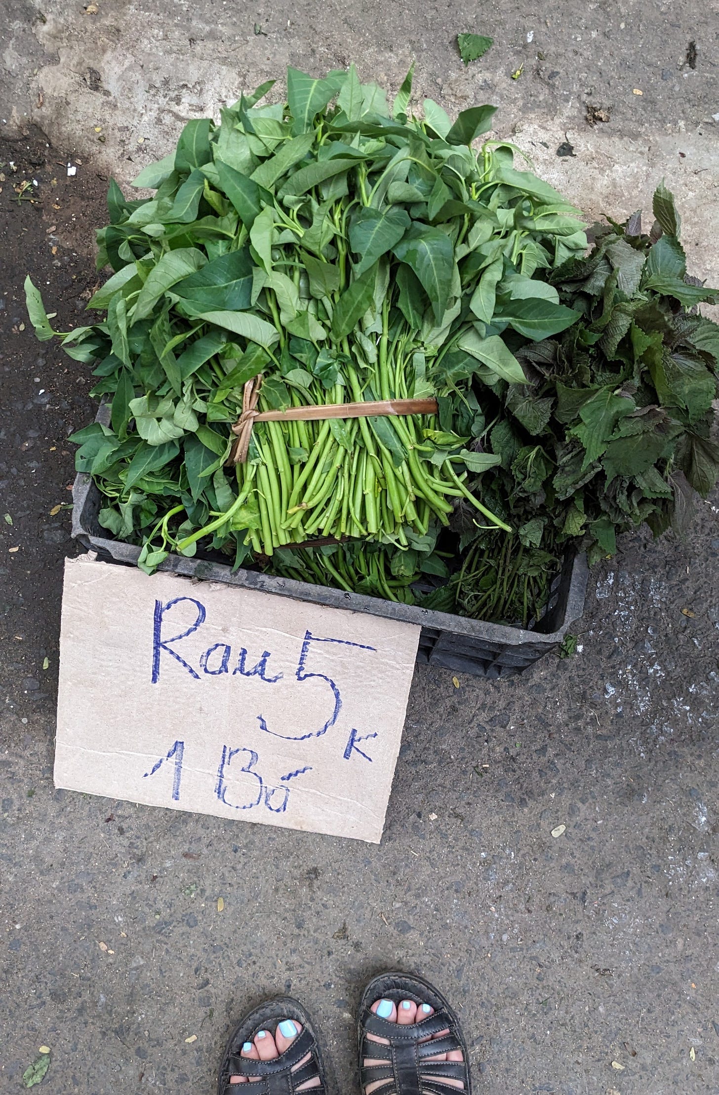 bunches of morning glory greens