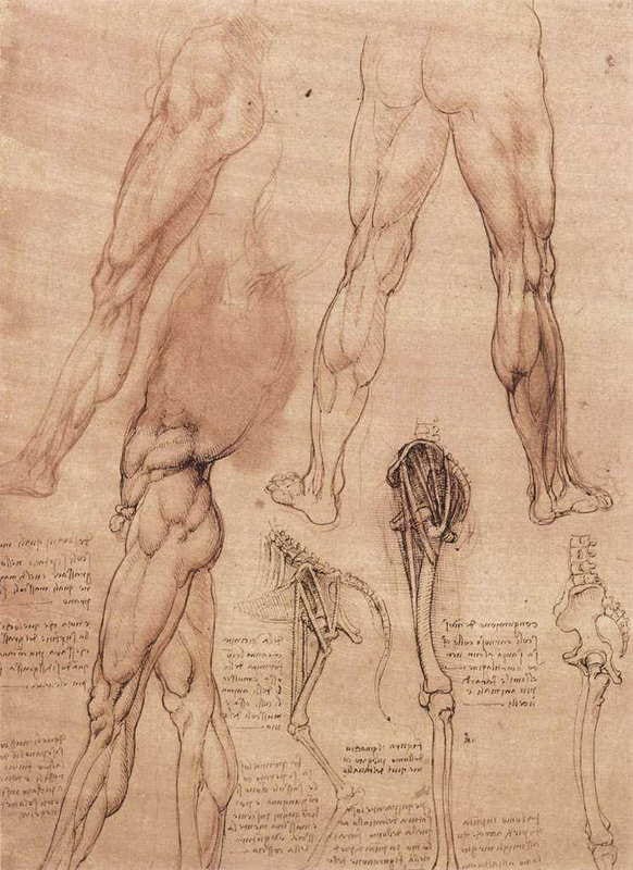leonardo da vinci man horse leg anatomy