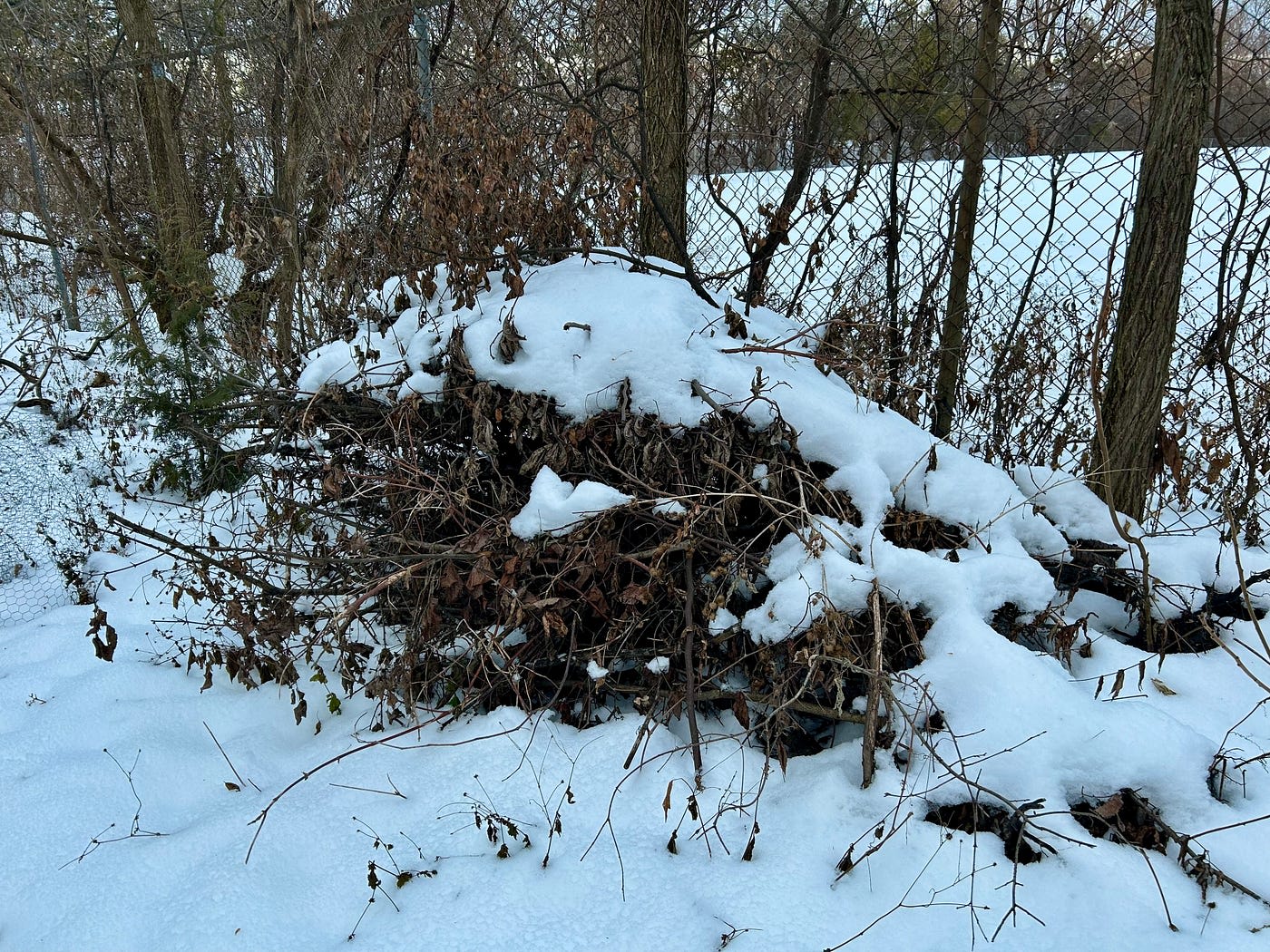 Brush pile winter refuge Brush pile winter refuge