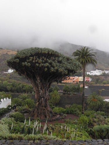 Тысячелетнее драконово дерево // Thousand-year-old Dragon Tree Тысячелетнее драконово дерево // Thousand-year-old Dragon Tree