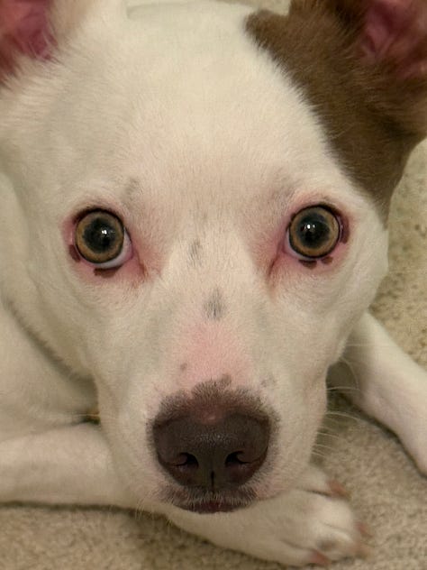 A collection of photos of Bosley, a chihuahua cattle dog mix, solo, with Roxy, a husky chihuahua mix, and with Allison