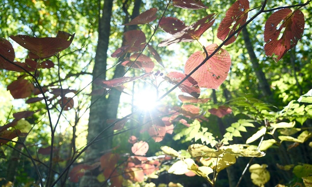 Letting in light without letting go 