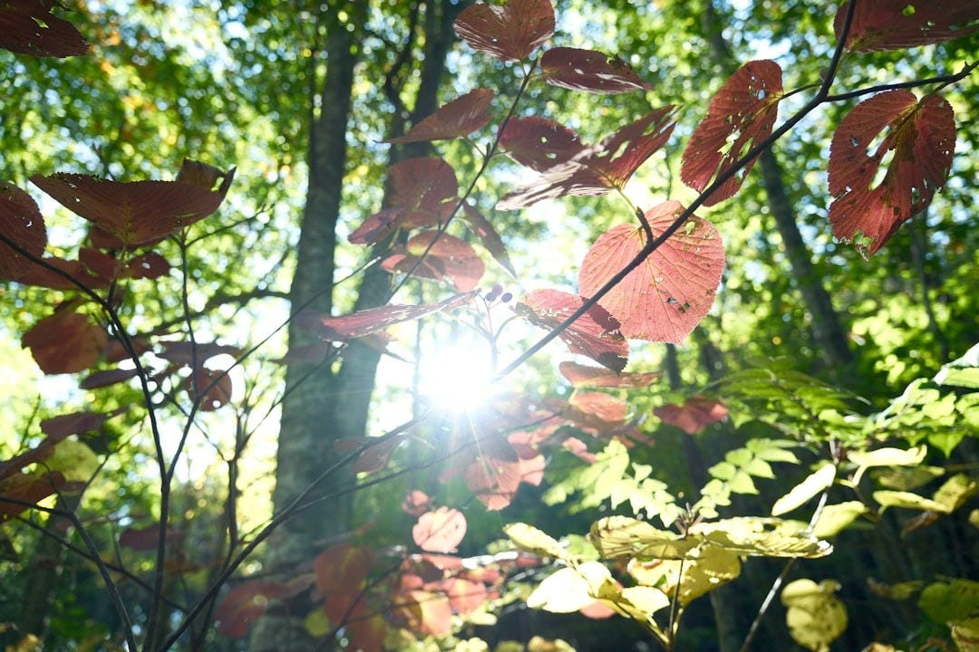 The sun shines through the leaves of a tree The sun shines through the leaves of a tree