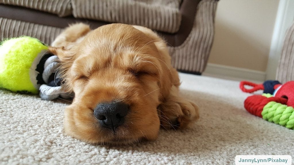 Sleeping dog