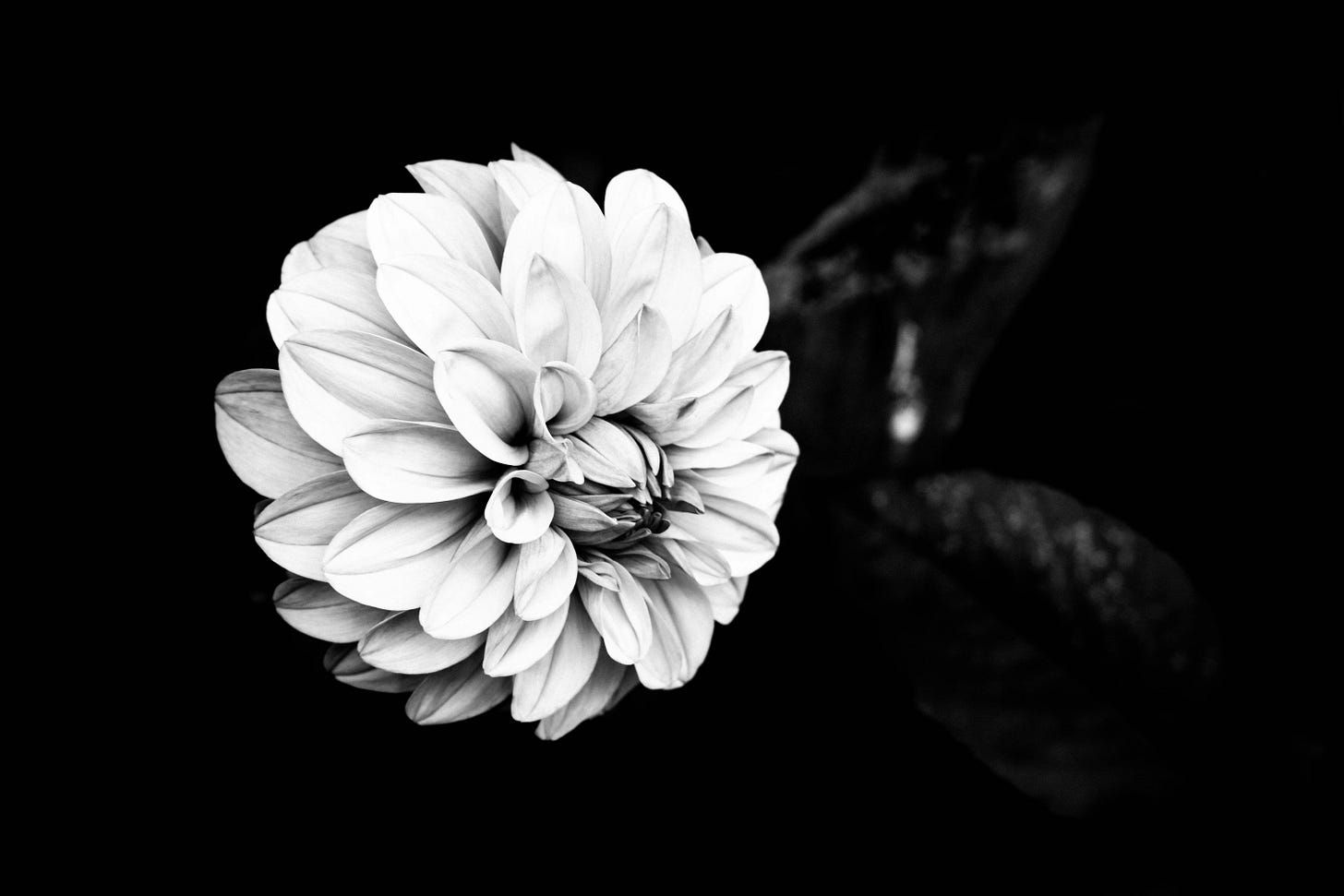black and white flower
