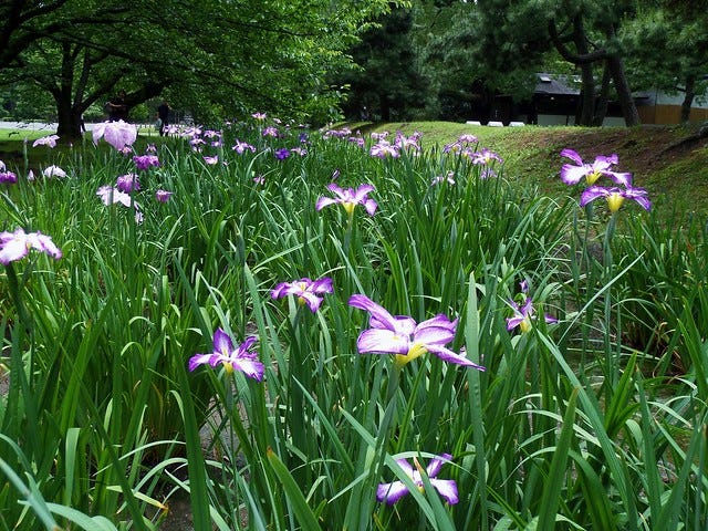 Hama-Rikyu Garden Iris Hama-Rikyu Garden Iris