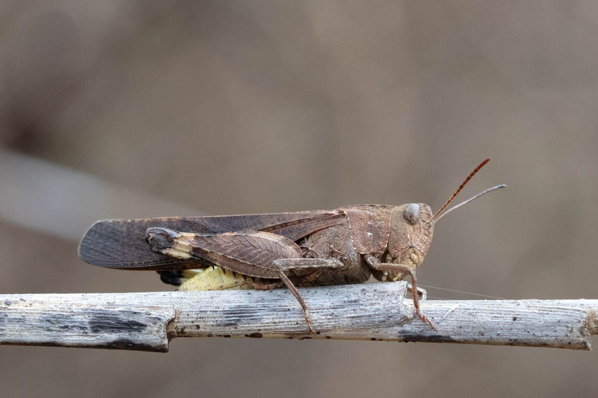 A big grasshopper on a stick. The grasshopper is different shades of beige and brown, with a pale but bright yellow bit sticking out by a beige leg. I don't actually know if that's the "sulphur wing."