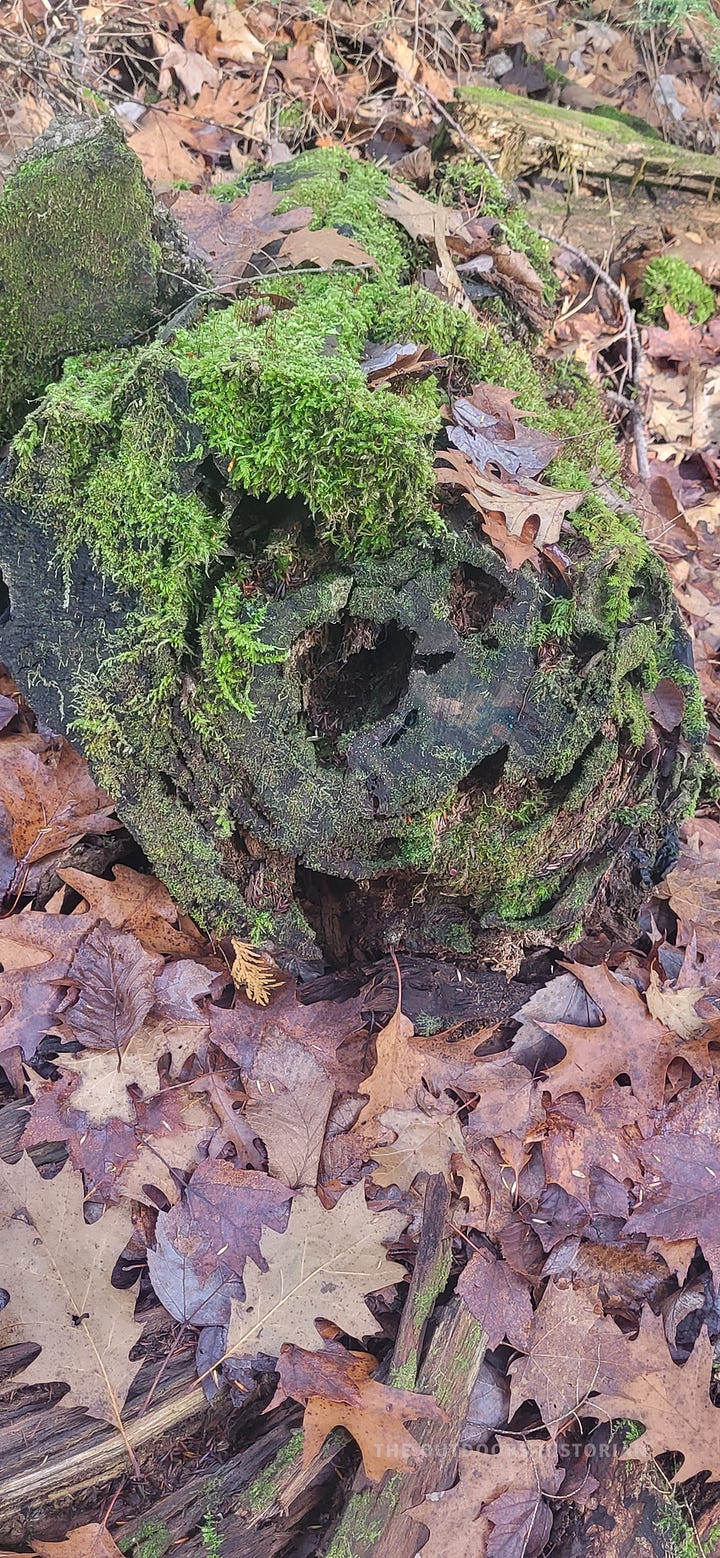 A side-by-side gallery of two close-up forest floor photographs. The first shows a moss-covered "nurse log" with the vibrant roots of a living tree wrapped around an old stump. The second shows a detailed close-up of a decaying piece of deadwood on the forest floor, acting as a rich host for bright green, thriving moss.