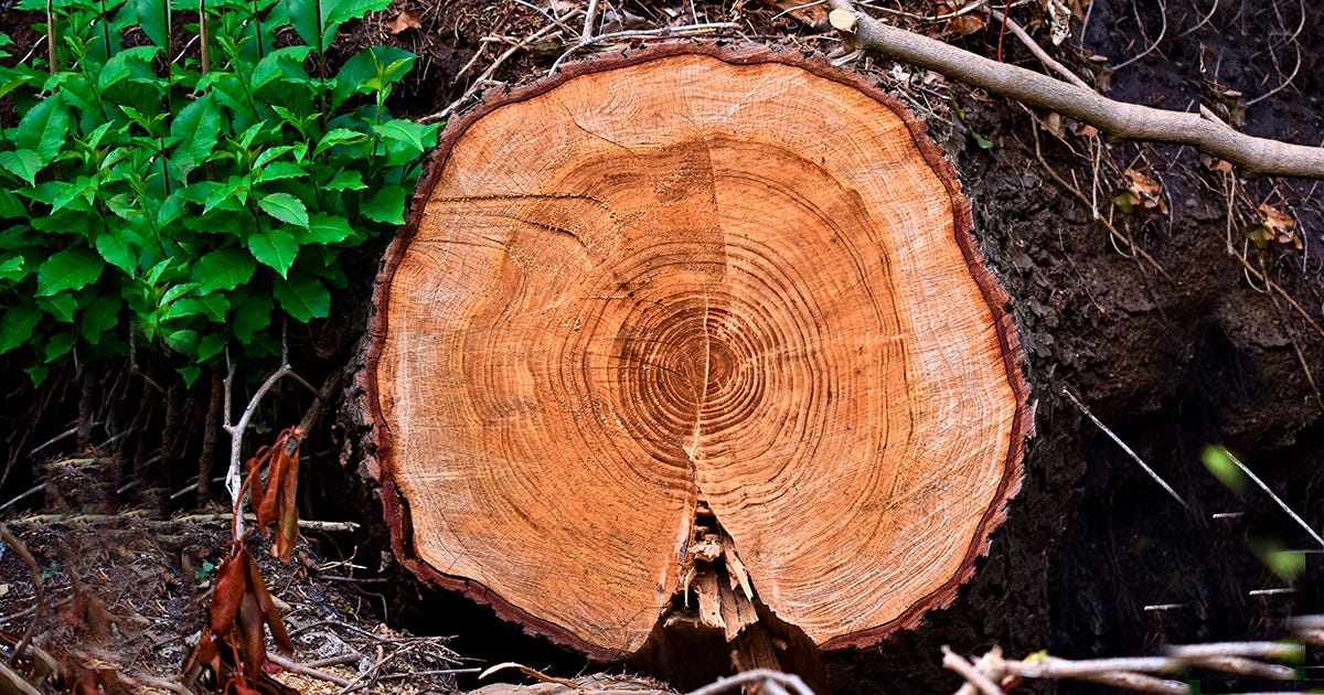 Fotografia de um tronco de árvore cortado na transversal, com diversos anéis de crescimento concêntricos em tons de marrom e alaranjado. Os anéis, mais escuros e estreitos próximo ao centro e mais espaçados em algumas regiões externas, formam padrões irregulares na madeira. A casca marrom-escura contorna o tronco, cercado por terra, galhos secos e vegetação verde. Uma rachadura vertical atravessa a parte inferior do tronco, interrompendo alguns dos anéis. Fotografia de um tronco de árvore cortado na transversal, com diversos anéis de crescimento concêntricos em tons de marrom e alaranjado. Os anéis, mais escuros e estreitos próximo ao centro e mais espaçados em algumas regiões externas, formam padrões irregulares na madeira. A casca marrom-escura contorna o tronco, cercado por terra, galhos secos e vegetação verde. Uma rachadura vertical atravessa a parte inferior do tronco, interrompendo alguns dos anéis.