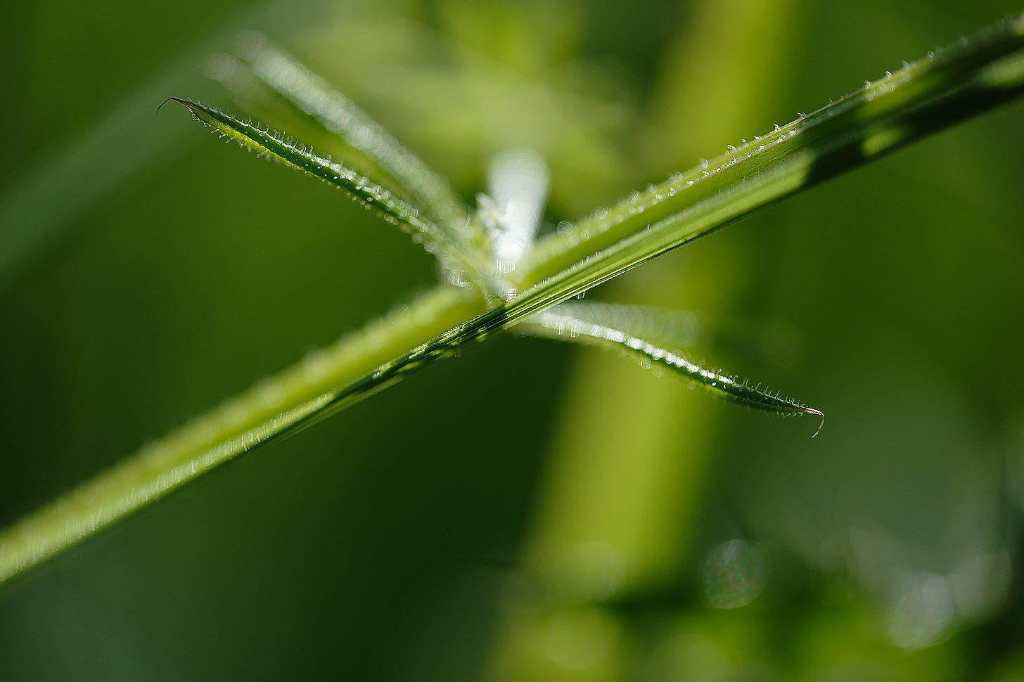 The ribbed stems and hooked leaves of cleavers (Galium aparine), green on green, evoke an architecture of light and shadow with their contrast of sharp detail and soft interior
