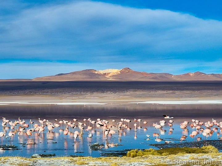 Flamingos and a Vizcacha near Salar de Uyuni, Bolivia