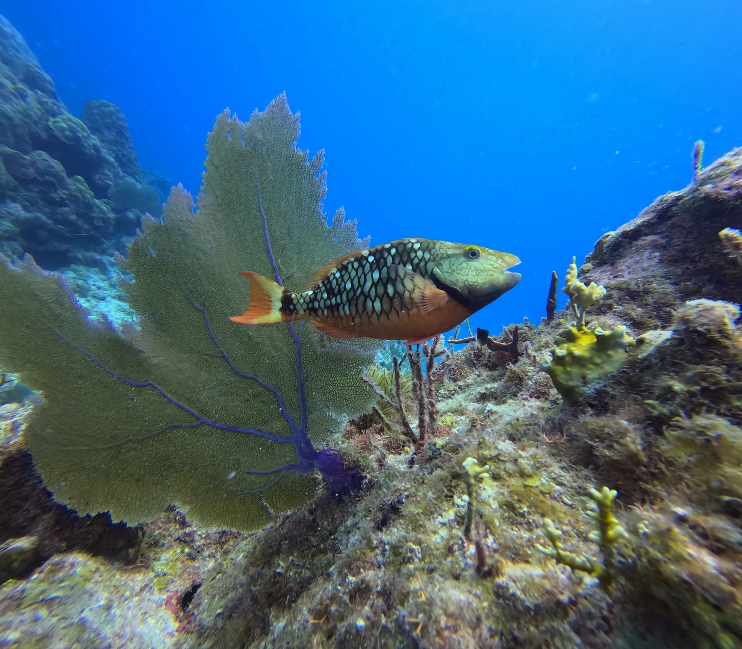 Parrot Fish