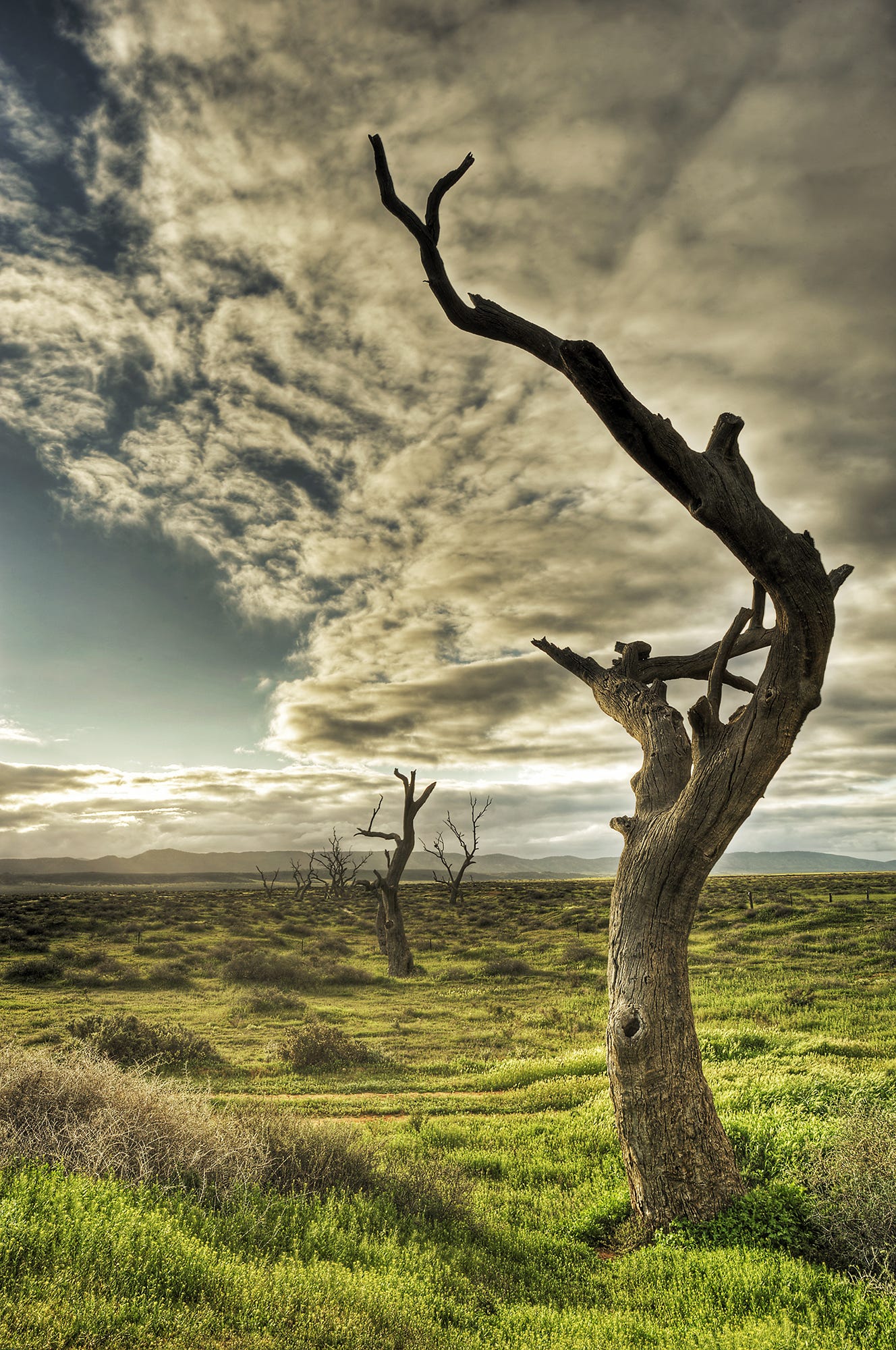 A series of lightening struck trees on a grassy plain, distant mountains and high streaming clouds A series of lightening struck trees on a grassy plain, distant mountains and high streaming clouds
