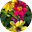 WiseChild's avatar