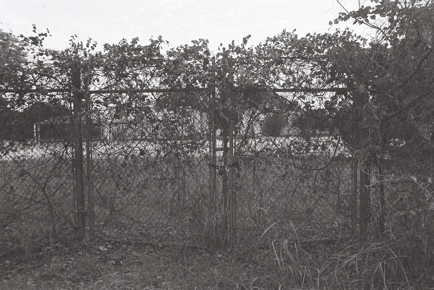 Fence to empty lots with overgrown vine Fence to empty lots with overgrown vine