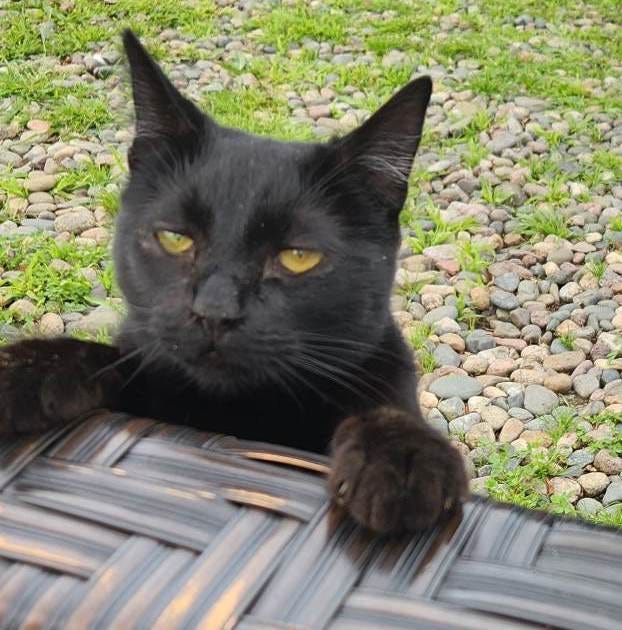 black cat's head and paws looking over the armrest of a chair