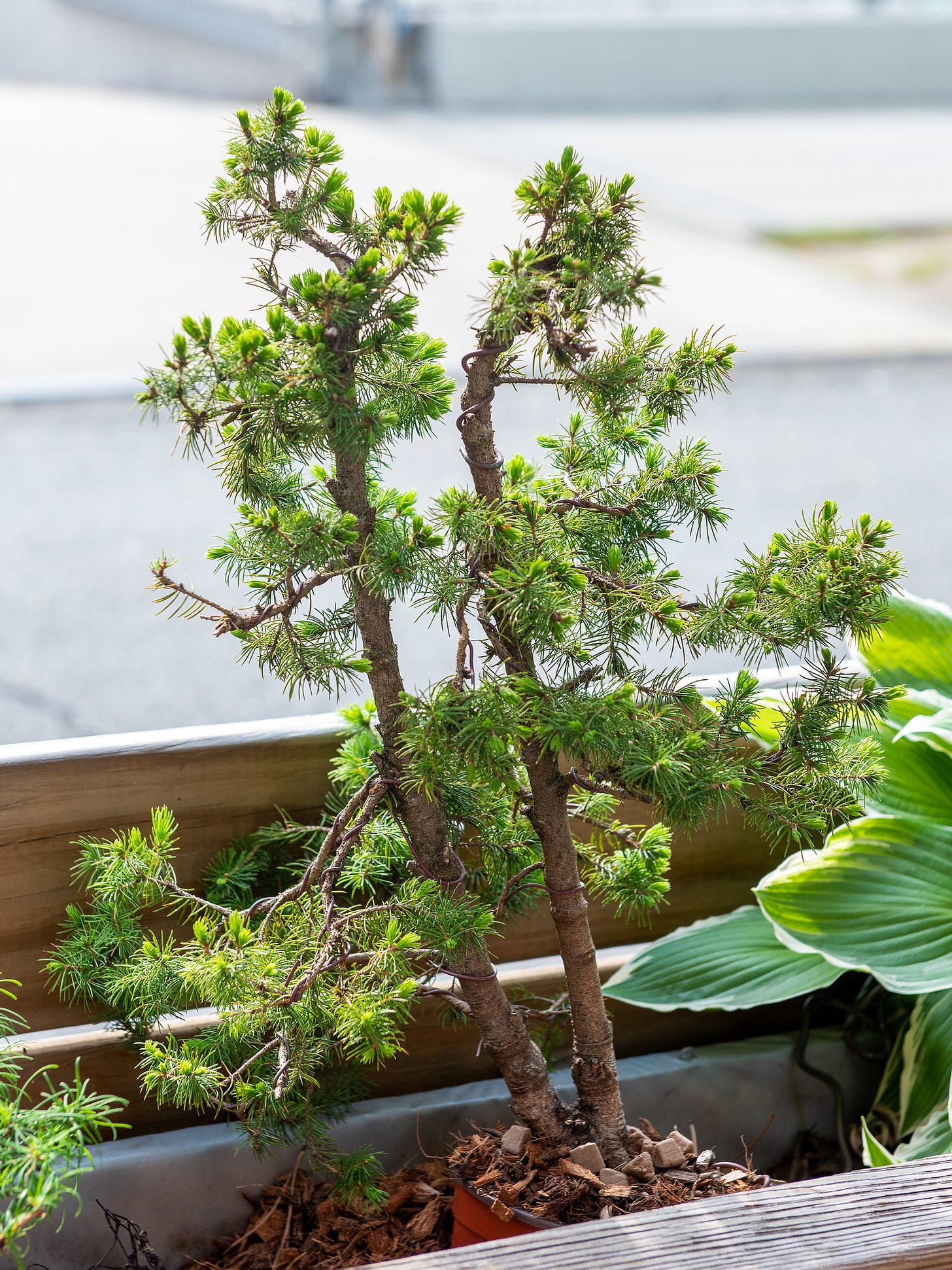 ID: Twin trunk spruce tree with copper wire, covered in new buds