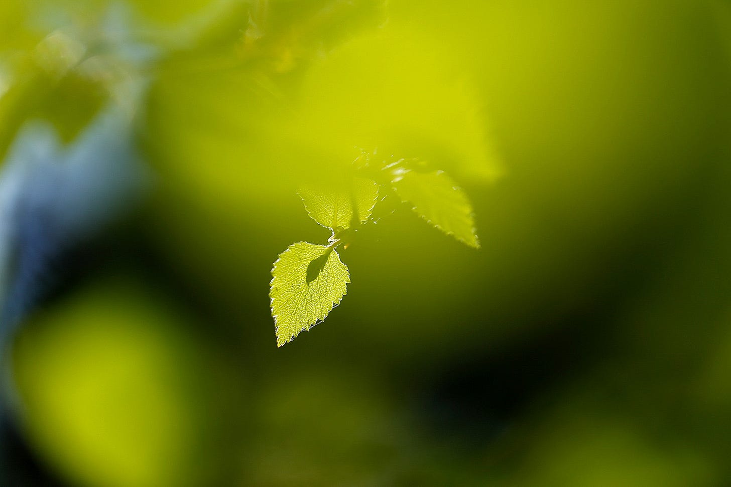A single leaf of birch (Betula pendula) is backlit by the sunlight against lime green canopy and blue sky