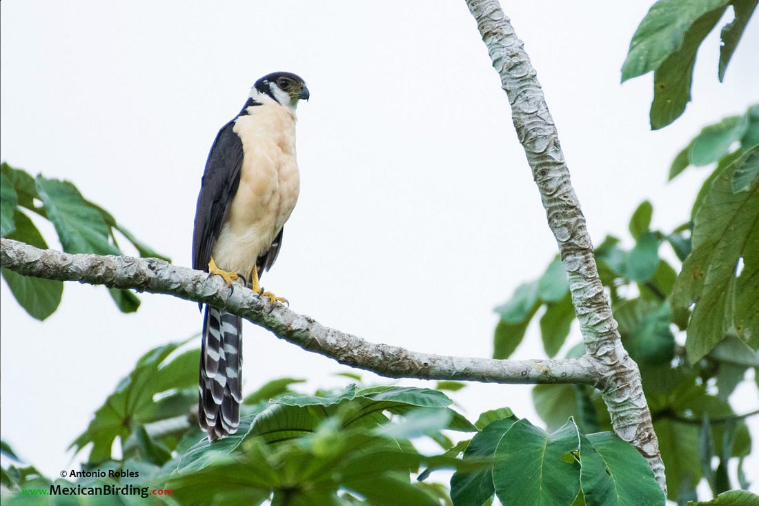 Collared forest falcon Collared forest falcon