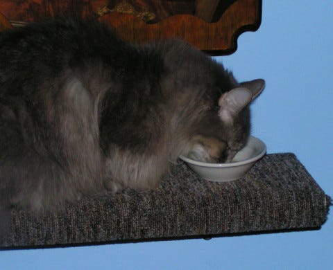 Kali_Eating_Finicky_Cats Kali_Eating_Finicky_Cats