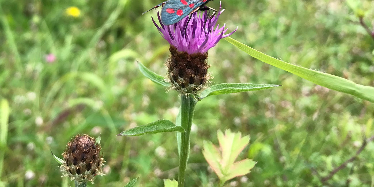 Centaurea nigra | knapweed
