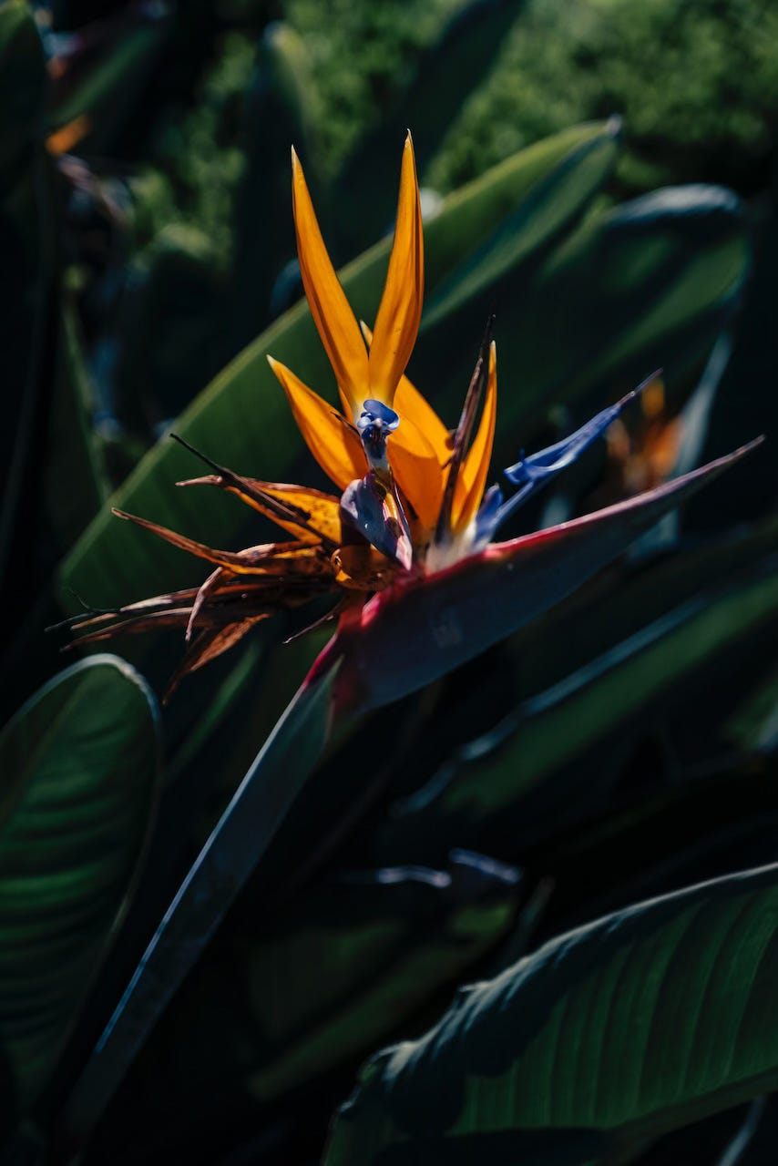 Paradise bird flower in the gardens of the Palácio Nacional de Queluz
