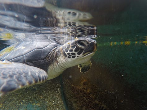 baby Green Hawaiian sea turtles swimming underwater
