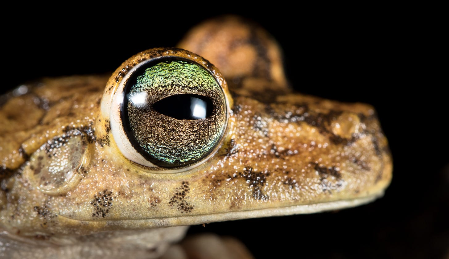Gladiator treefrog (Hypsiboas rosenbergi) at night on the Osa Peninsula, Costa Rica. Photo by Kevin Wells.