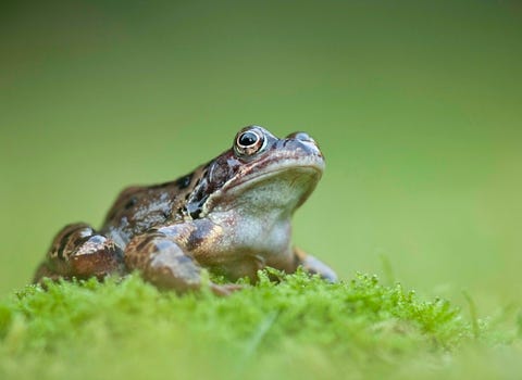Common frog
