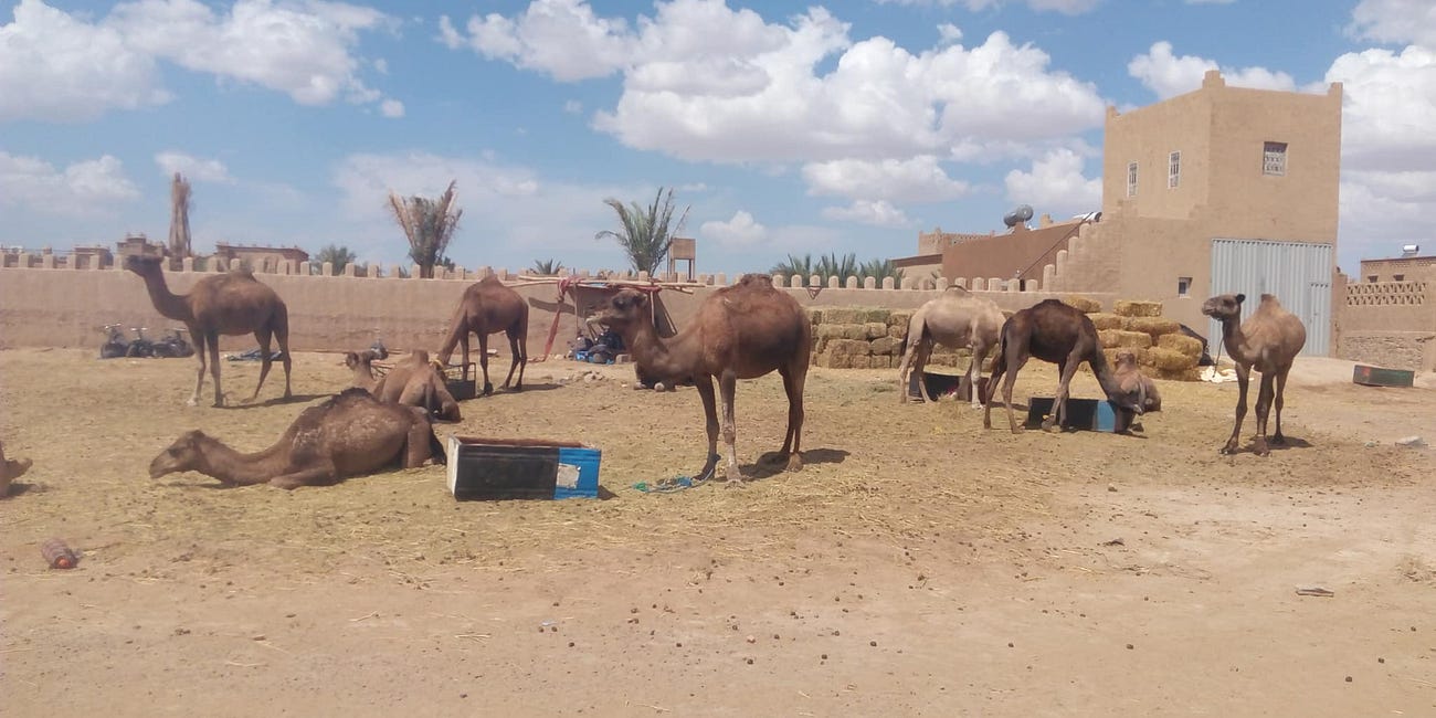 The Ebonics Rockstar In Morocco
