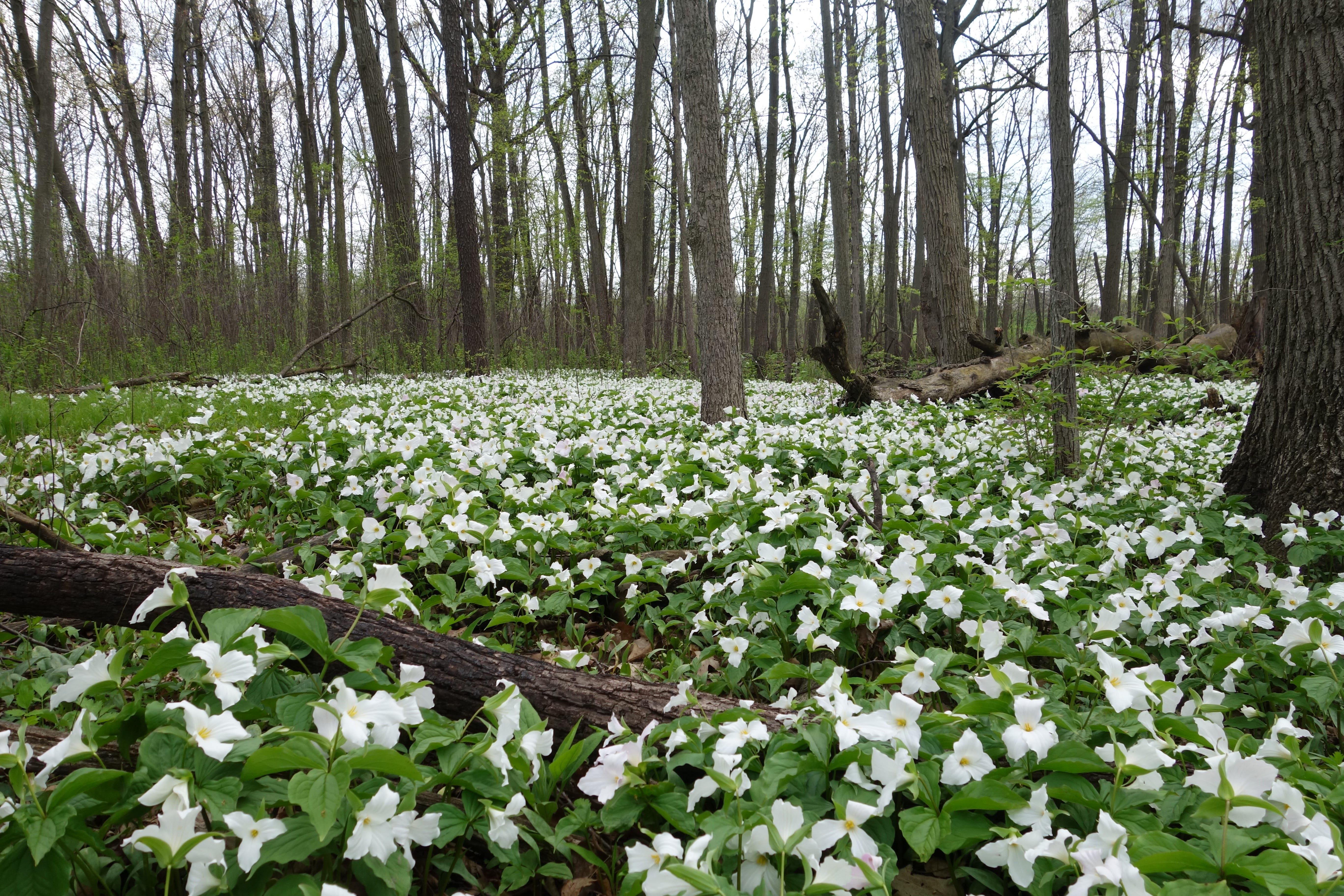 Botanizing: The best hobby you've never heard of