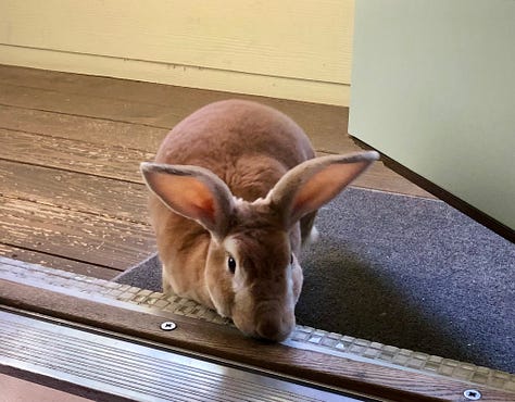 Rabbit