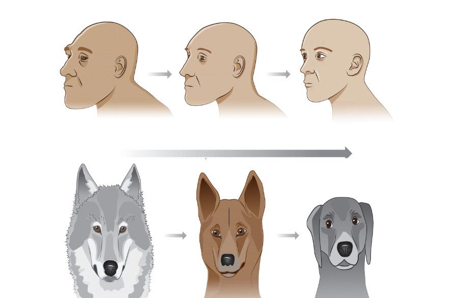 Mi köze arcunknak evolúciós sikerünkhöz, és mit üzen a valódi Legyek Ura? »  Szinaptikus ugrásokkal