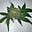 Happytime420's avatar