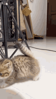 Cats Kitten GIF