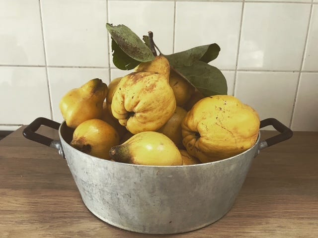 A bowl of quinces

AI-generated content may be incorrect.
