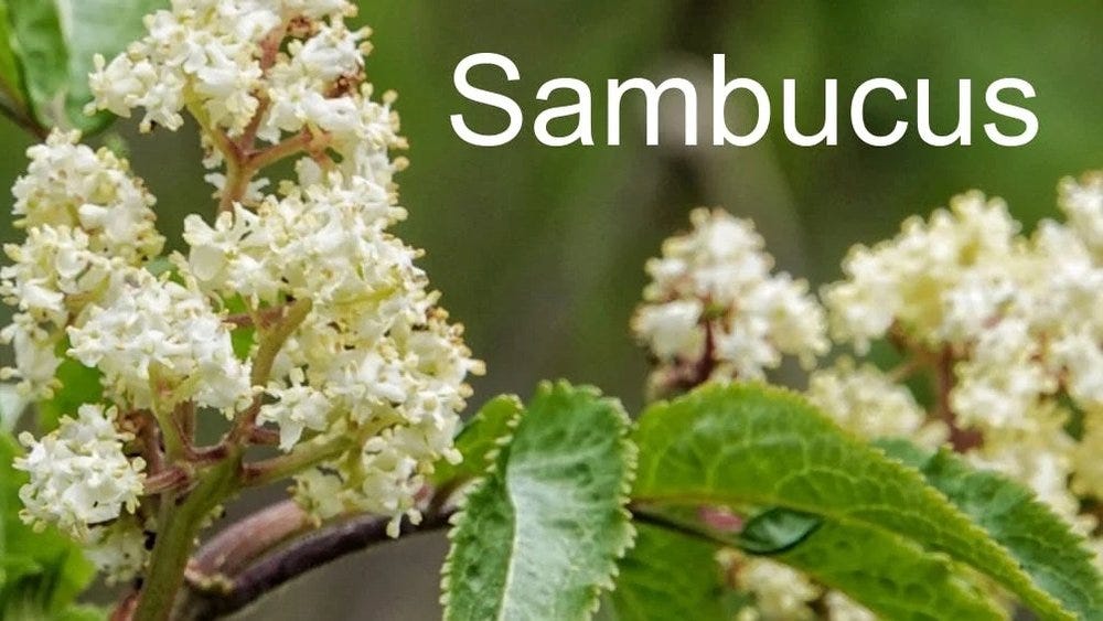 80-trees-shrubs 11.jpeg 80-trees-shrubs 11.jpeg