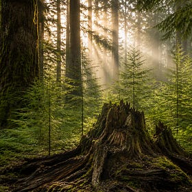 Une forêt n'a pas de fondateur.