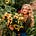 Robyn Chubey's avatar