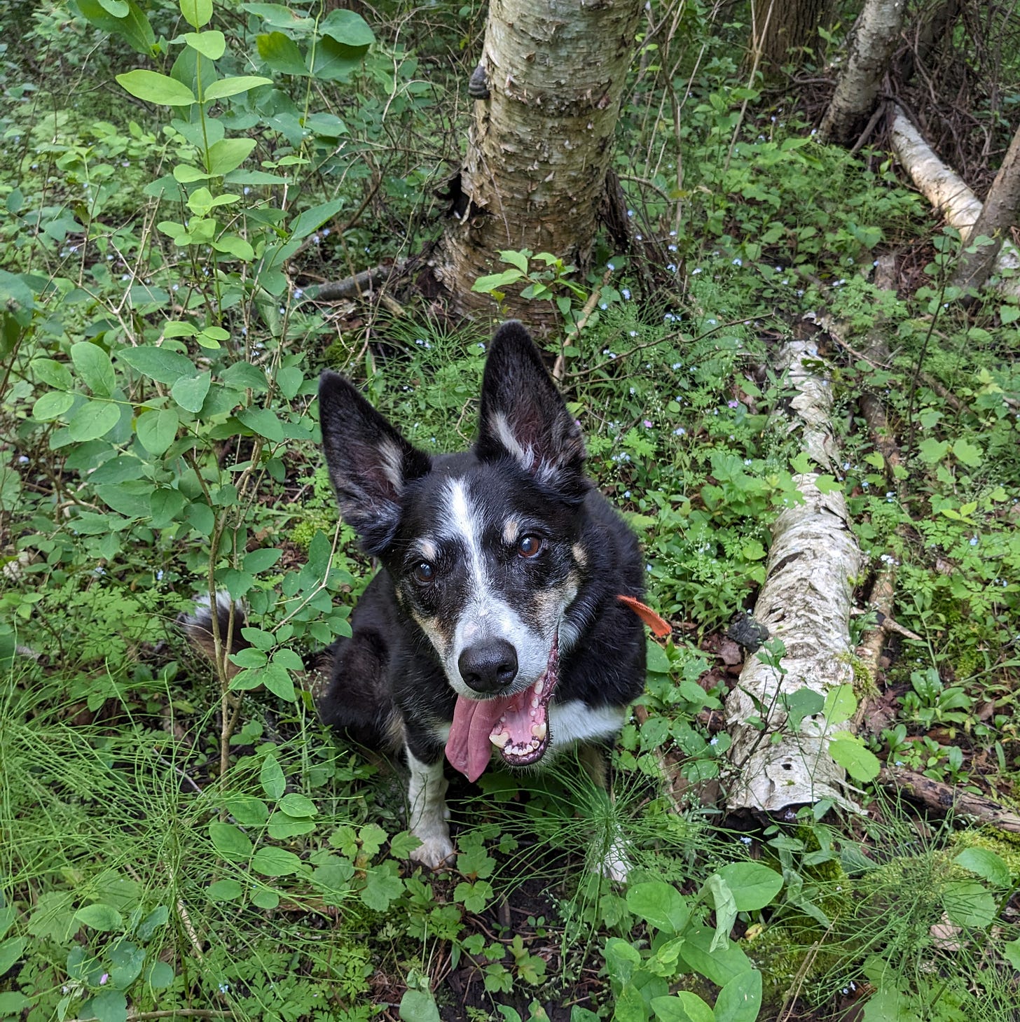 Border collie sitting in a patch of forget-me-nots and gazing at camera, tongue hanging out,