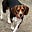 Beagle mom's avatar