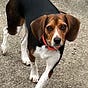 Beagle mom's avatar