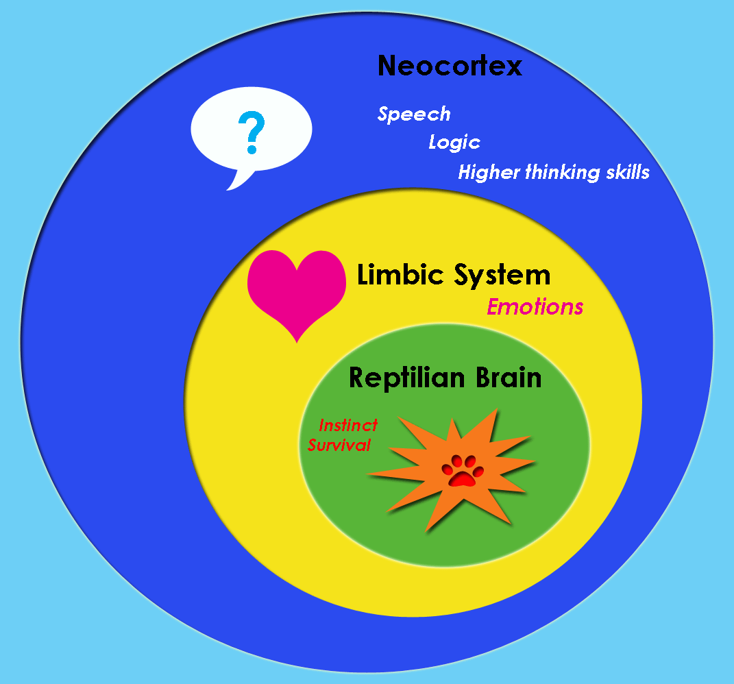 File:Triune brain.png - Wikimedia Commons